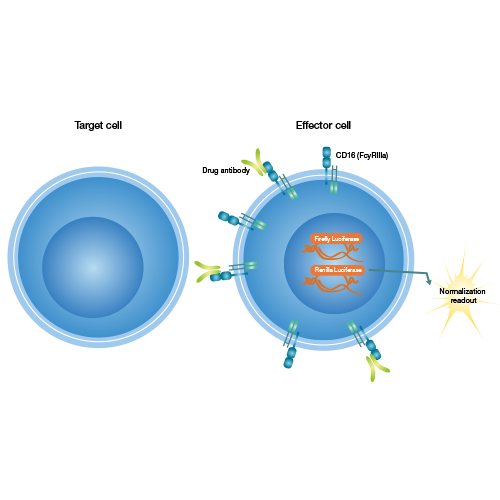 iLite® CD20 (-) Target